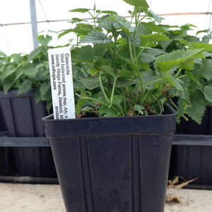 Pre-Order Hop Plants